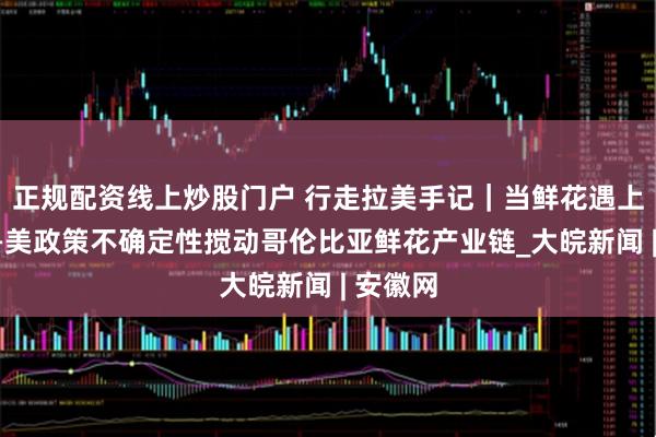正规配资线上炒股门户 行走拉美手记｜当鲜花遇上关税——美政策不确定性搅动哥伦比亚鲜花产业链_大皖新闻 | 安徽网
